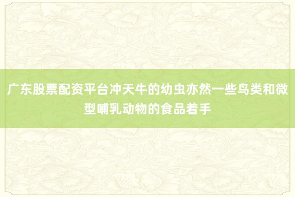 广东股票配资平台冲天牛的幼虫亦然一些鸟类和微型哺乳动物的食品着手